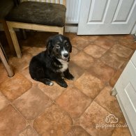 Bernese Mountain Dog - Dogs