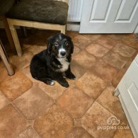 Bernese Mountain Dog - Dogs