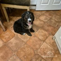 Bernese Mountain Dog - Dogs