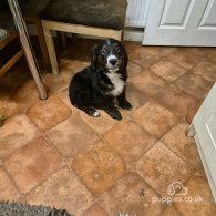 Bernese Mountain Dog - Dogs