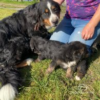 Bernese Mountain Dog - Dogs