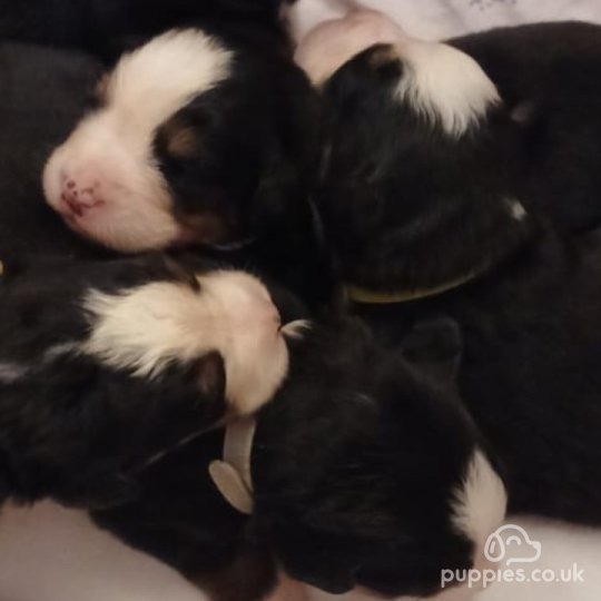 Bernese Mountain Dog - Both