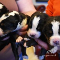 Bernese Mountain Dog - Both