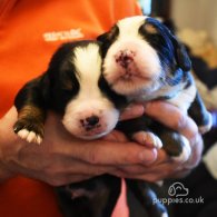 Bernese Mountain Dog - Both