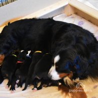 Bernese Mountain Dog - Both