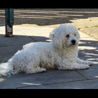 Bichon Frise