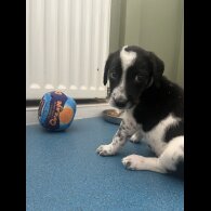 Border Collie - Bitches