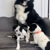 Border Collie - Bitches