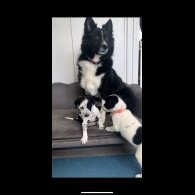 Border Collie - Bitches