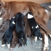 Border Collie - Both