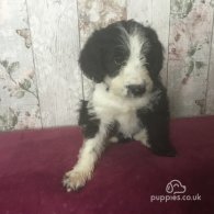 Border Collie - Dogs