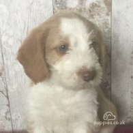 Border Collie - Dogs