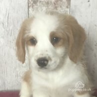 Border Collie - Dogs