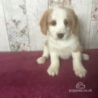 Border Collie - Dogs