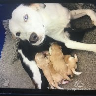 Border Collie - Dogs