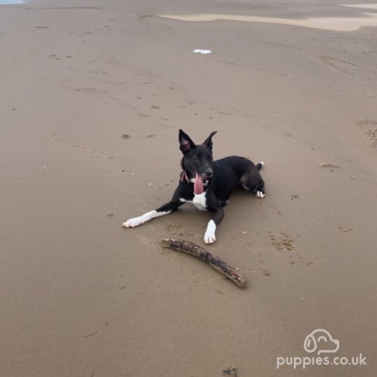 Border Collie - Both