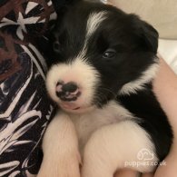 Border Collie - Both