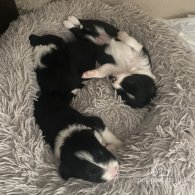 Border Collie - Both