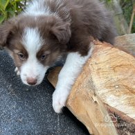 Border Collie - Bitches