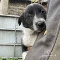 Border Collie - Dogs