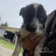 Border Collie - Dogs