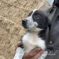 Border Collie - Dogs