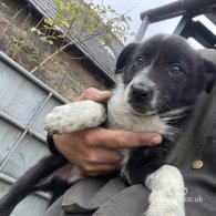 Border Collie - Dogs