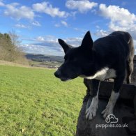 Border Collie - Dogs