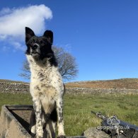 Border Collie - Dogs