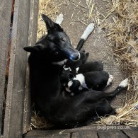 Border Collie - Dogs