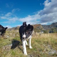 Border Collie - Bitches