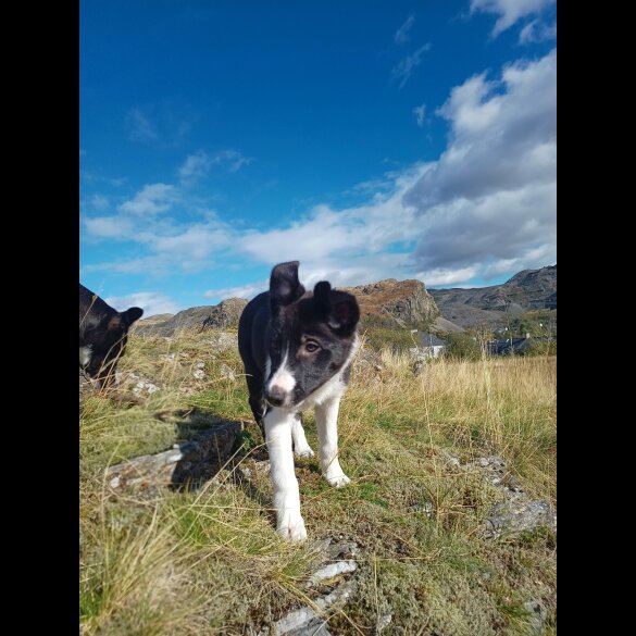 Border Collie - Bitches