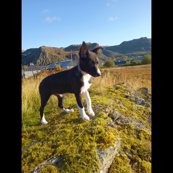 Border Collie - Bitches