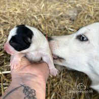 Border Collie - Both