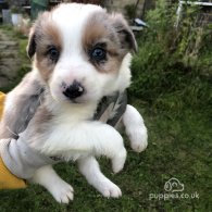 Border Collie - Both