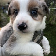 Border Collie - Both