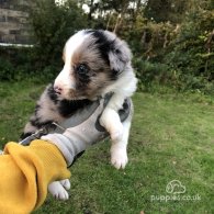 Border Collie - Both