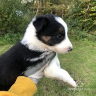 Border Collie - Both