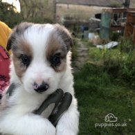 Border Collie - Both