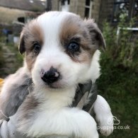 Border Collie - Both