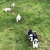 Border Collie - Both