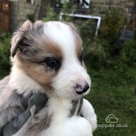 Border Collie - Both