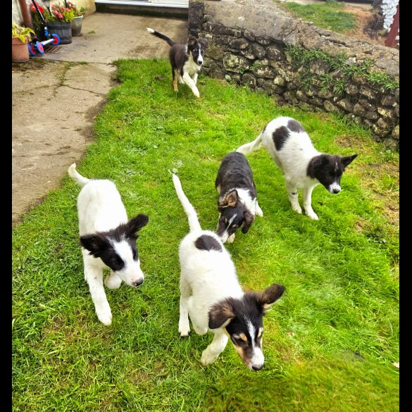 Border Collie - Both