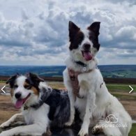 Border Collie - Both