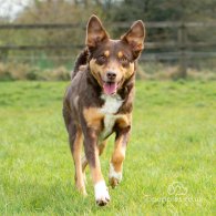 Border Collie - Both