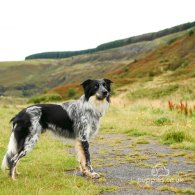 Border Collie - Both