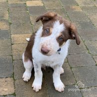 Border Collie - Dogs