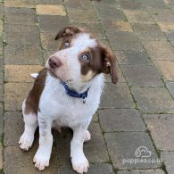 Border Collie - Dogs