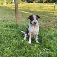 Border Collie - Dogs