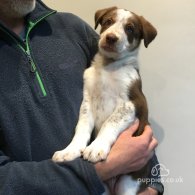 Border Collie - Dogs